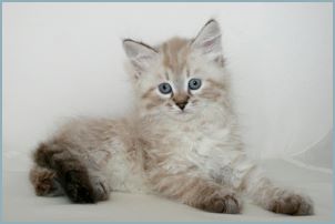 Male Siberian Kitten from Deedlebug Siberians